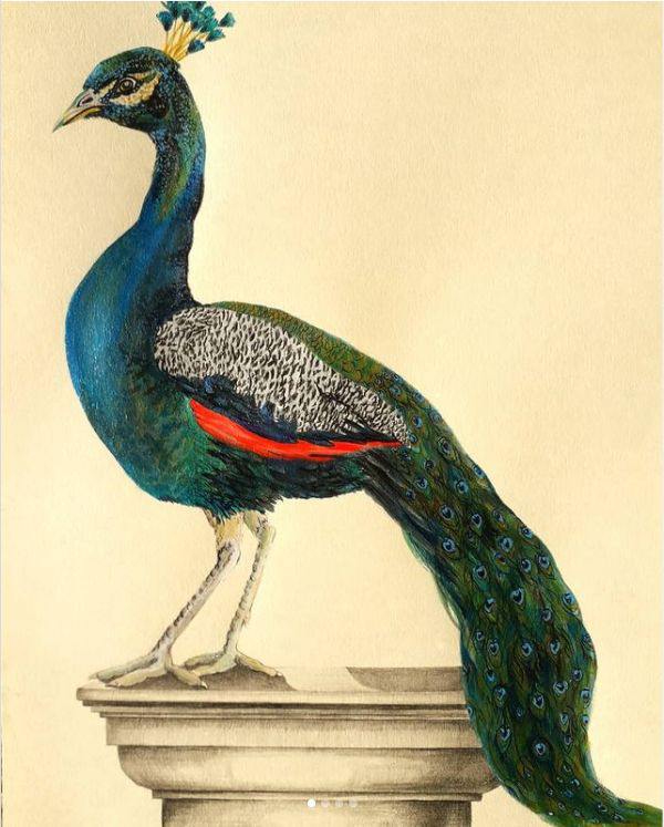 peacock image